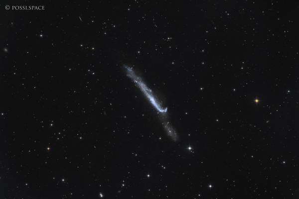 Click for full size 240403_ngc4656_hockey_stick_galaxy_-_cdk17_reduced_hlrgb.jpg